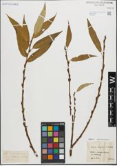 Foto von Salix fragilis L. x Salix triandra L.